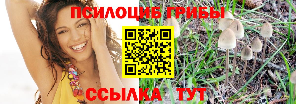 Тавда  Псилоцибиновые грибы Psilocybine cubensis  Псилоцибиновые грибы мицелий  Вход с VPN 